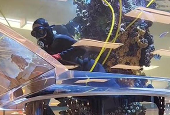 A scuba diver in a black wetsuit is positioned near the surface inside a large, cylindrical aquarium.