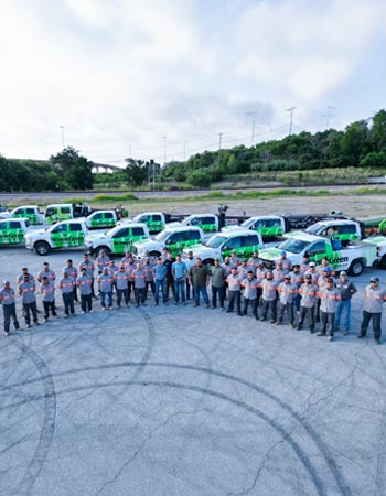 Winter Green Grass professional service